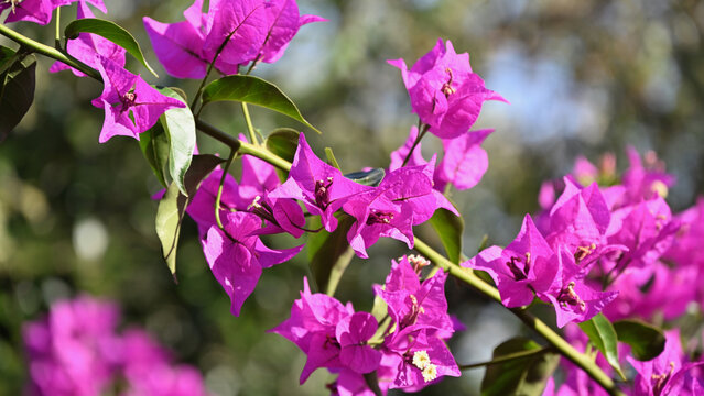Bougainvillea Flowers in Bloom near Positano, Italy - Close-up