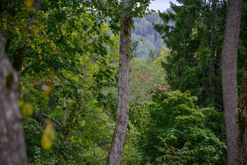 Obraz premium Lush Mountain Forest with Deciduous and Evergreen Trees