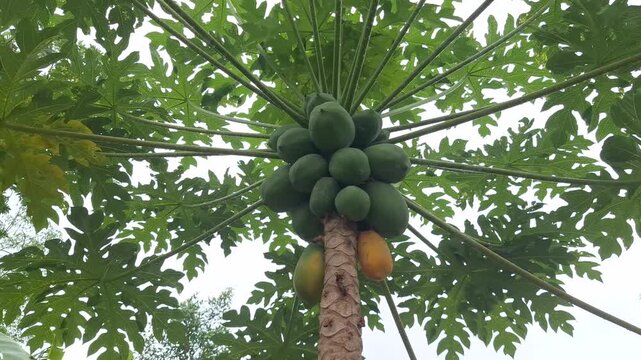 Carica papaya tree with green and ripe fruits hanging under large leaves in tropical agricultural farm plantation
