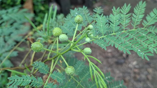 Leucaena leucocephala plant with green round flower heads and compound leaves in a natural agricultural garden environment