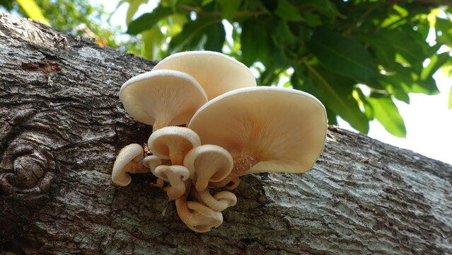 Lentinus squarrosulus Mont. is a wild edible and medicinal mushroom, commonly found and consumed in tropical regions of Asia, Grows in the wild on decaying wood logs during the rainy