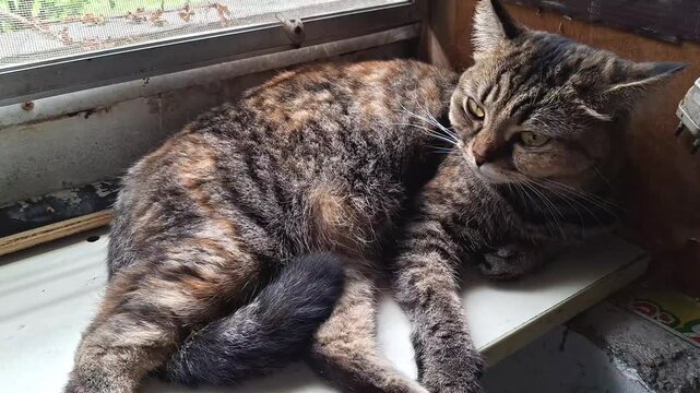 cute domestic brown tabby cat lying down on plywood board near window looking out in old home