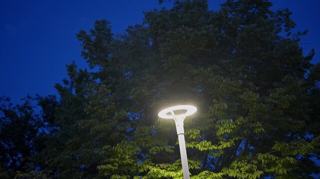 Low angle view of illuminated park street lamp at blue hour