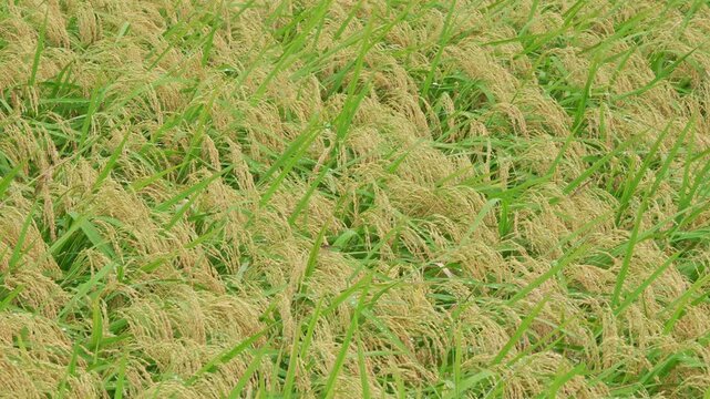 収穫直前のたわわに実る稲・田んぼ（ズームアウト）