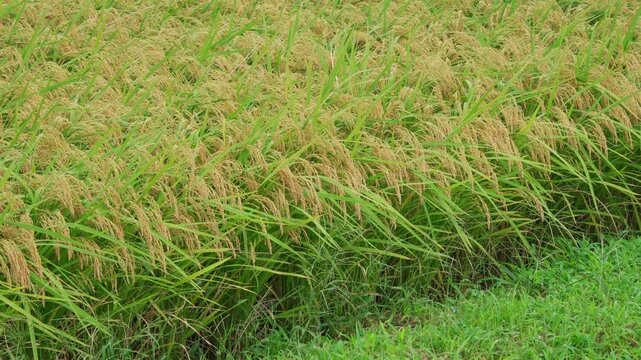 収穫直前のたわわに実る稲・田んぼ（畔）