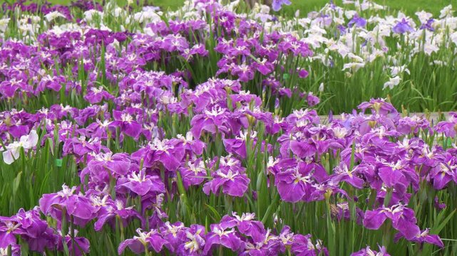 Japanese iris flower field in a park with trees and pond, camera panning left