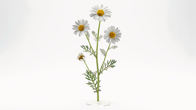 Beautiful white daisy flowers with green leaves