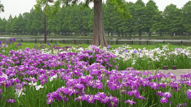 Japanese irises in full bloom in a summer garden, camera panning left
