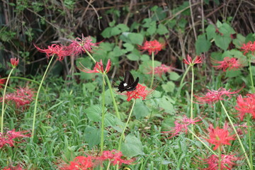 A swallowtail butterfly sipping nectar from a red spider lily © Mt. Cape