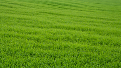 Obraz premium Lush Green, Scenic Landscape with Fresh Plants, Natural and Peaceful Environment