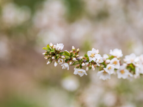White cherry flowers. The branches of a blossoming Cherry tree with white flowers.