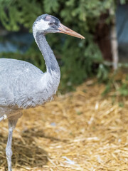 Fototapeta premium Close-up profile of a Common Crane (Grus grus) with red crown patch on a blurred forest background.