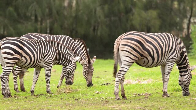 Plains Zebras Grazing on Green Grassland in Open Safari Enclosure