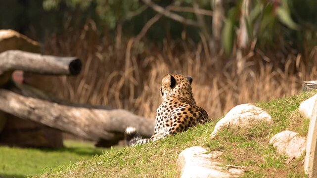 Cheetah Sitting on Grassy Hill in Enclosure Looking Away