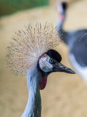 Fototapeta premium Beautiful Grey Crowned Crane, lat. Balearica regulorum, bird with blue eye and red wattle