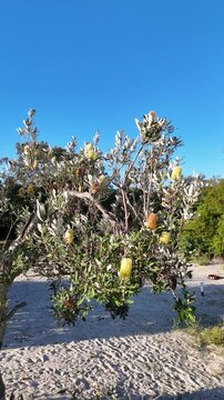 Blooming Native Banksia Tree with Yellow Flowers Growing in Sand