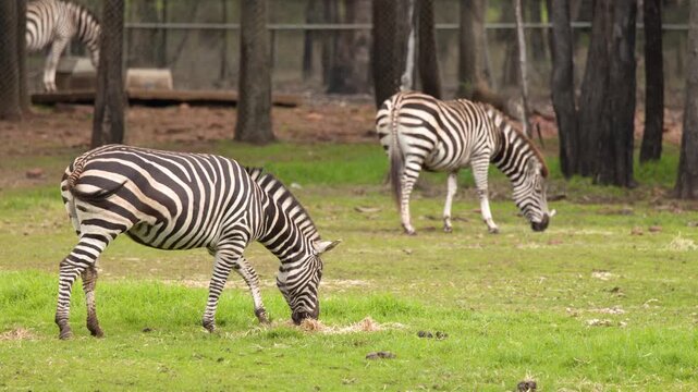 Zebras Grazing on Green Grass in Wildlife Enclosure