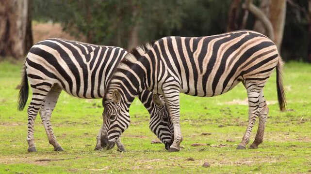 Two Zebras Grazing Together on Green Grassland