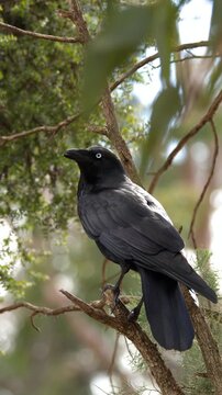 Australian Raven Perched on a Tree Branch Looking Around
