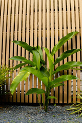 Vertical tropical garden detail on Koh Kood island in Thailand, with a fresh green banana plant growing in gravel against a wooden slatted fence. Natural resort background for travel and design themes © Dasha Lapshina