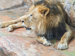 Side portrait of a young Asian lion, lat. Pantera leo persica, in sunny day. The head with splendid mane of the King of beasts. © Dmitrii Potashkin
