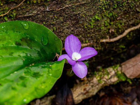 Delicate Purple Peacock Ginger Flower Among Rainforest Floor Vegetation