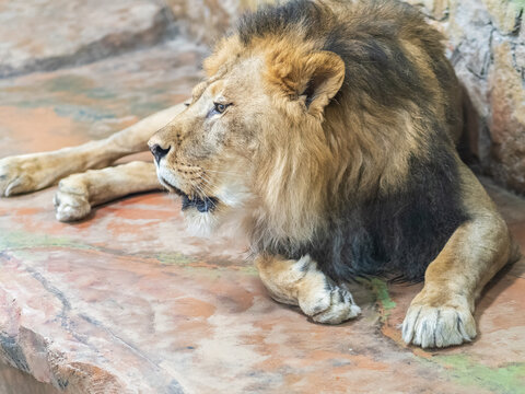 Side portrait of a young Asian lion, lat. Pantera leo persica, in sunny day. The head with splendid mane of the King of beasts.