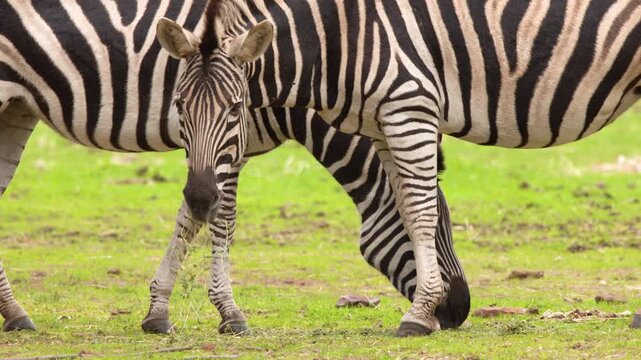 Two Zebras Grazing in Open Green Pasture in Daylight
