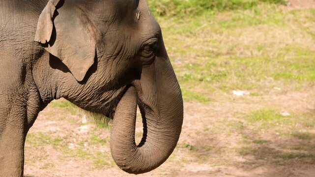 Asian Elephant Feeding with Trunk in Profile View