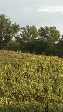 Sunlit Vineyard Rows on Rolling Hillside in Countryside