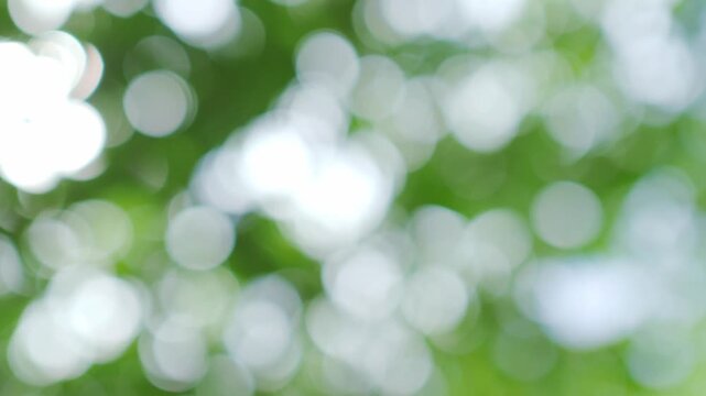 Green nature background, blur bokeh soft sunlight spring forest summer backdrop, beautiful foliage natural glowing spa aroma wallpaper leaf abstract effect beauty blurred