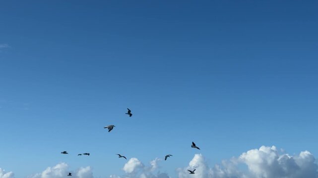Flock of Seagulls Soaring Through a Bright Blue Sky with Clouds