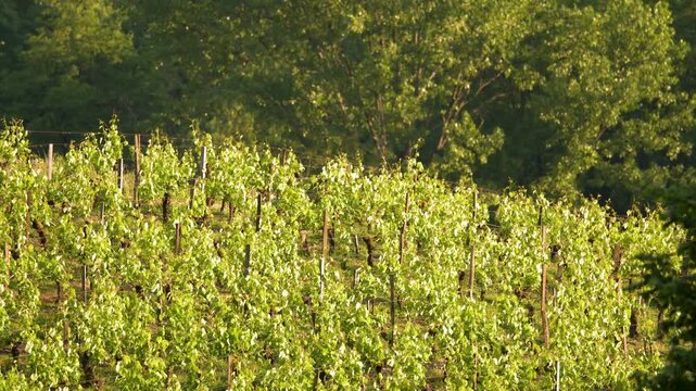 Sunlit Green Vineyard on a Hillside in the Countryside
