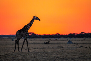 A Southern African Giraffe (Giraffa camelopardalis giraffa) silhouette at sundown in Nxai Pan National Park in Botswana © FaerOut