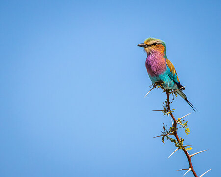 A Lilac Breasted Roller (Coracias caudatus caudatus) perches on a thorn bush, Makgadikgadi Pans National Park, Botswana