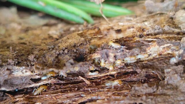 A termite mound structure with the texture of a decaying tree trunk. A cluster of termites set against a natural blurred background.