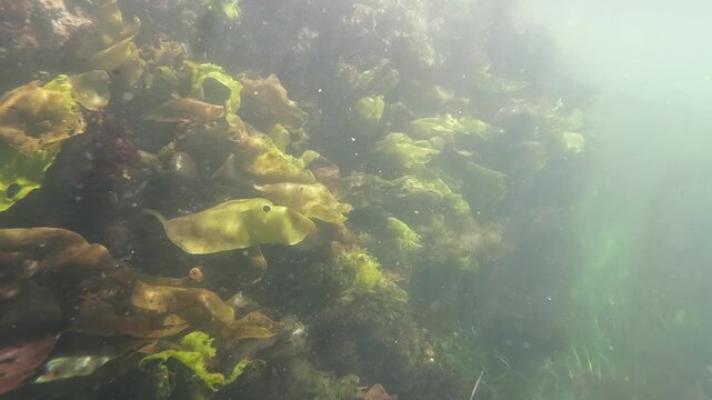 Golden kelp blades drift gently in shallow ocean water off California