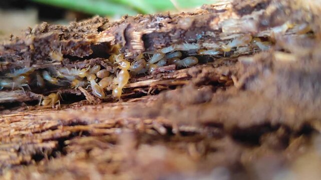 A termite mound structure with the texture of a decaying tree trunk. A cluster of termites set against a natural blurred background.