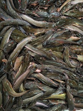 Top view of a dense pile of fresh raw catfish with wet and slimy skin, ready for sale at a traditional seafood market