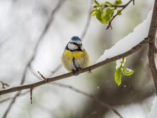 Cute bird, Eurasian blue tit, songbird sitting on spring branches with snow and green leaves © Dmitrii Potashkin