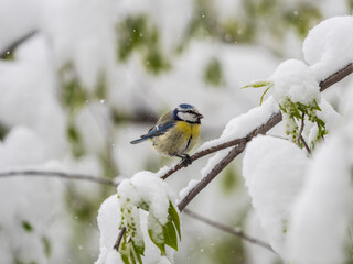 Obraz premium Cute bird, Eurasian blue tit, songbird sitting on spring branches with snow and green leaves
