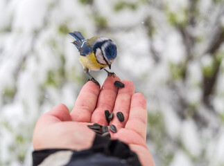 Hungry bird Eurasian blue tit, Cyanistes caeruleus, sits on a man's hand and eats seeds in cold and snowy spring day. © Dmitrii Potashkin