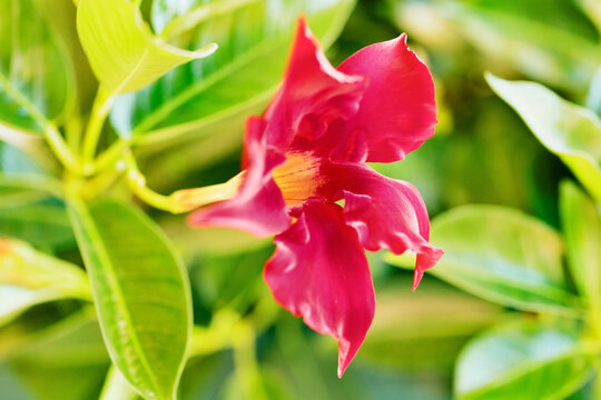 Beautiful red flower of mandevilla -dipladenia