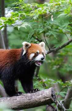 A little red panda under the green leaves, eyes wide open, mouth agape, eagerly watching with an expectant expression