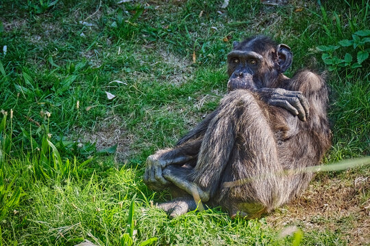 Westafrikanischer Schimpanse ( Pan troglodytes verus ).