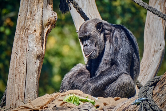 Westafrikanischer Schimpanse ( Pan troglodytes verus ).