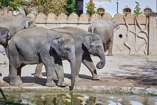 Asiatische Elefanten ( Elephas maximus indicus ).