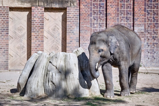 Asiatischer Elefant ( Elephas maximus indicus ).
