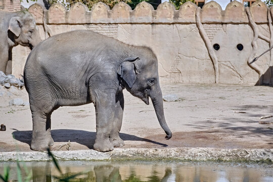 Asiatischer Elefant ( Elephas maximus indicus ).