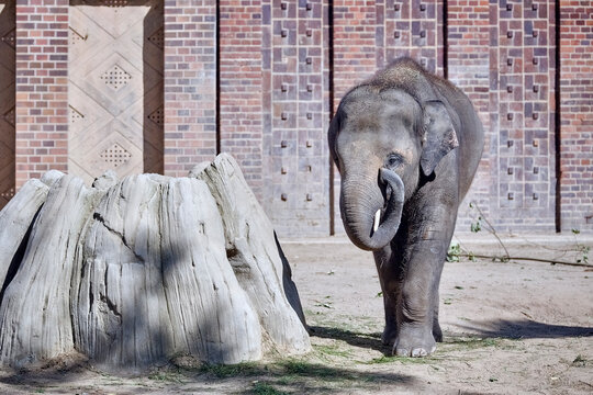 Asiatischer Elefant ( Elephas maximus indicus ).